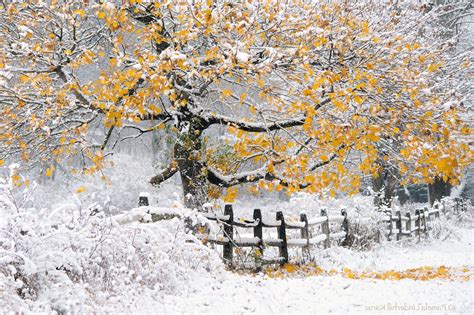 winter, Landscape, Nature, Trees, Snow, Fence Wallpapers HD / Desktop ...