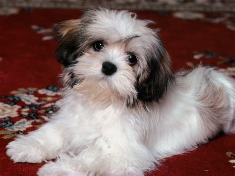 Havanese - All Small Dogs Wallpaper (14929806) - Fanpop