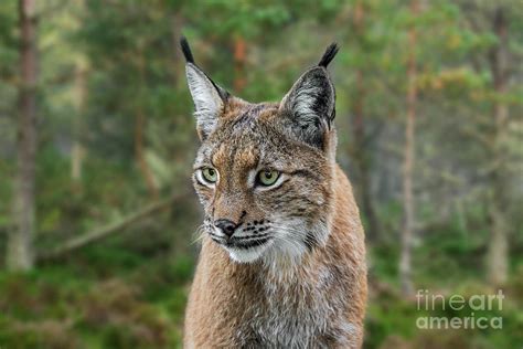 Eurasian Lynx in Forest Photograph by Arterra Picture Library - Pixels