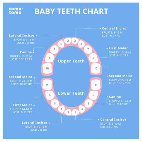 Baby Teeth Names And Numbers Chart