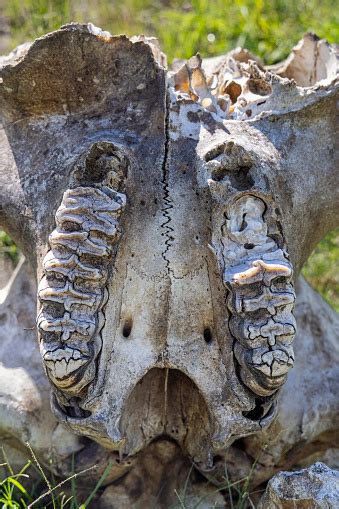 Elephant Molars In The Remains Of A Skull Stock Photo - Download Image ...