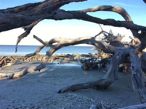 Driftwood Beach (Jekyll Island, GA): Top Tips Before You Go ...