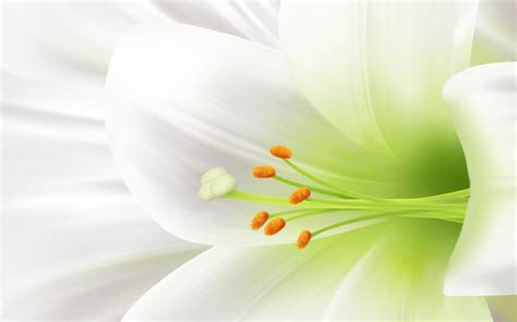 Easter Lily Photos - Cliparts.co