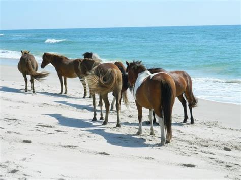 Wild ponies on the beach in Assateague State Park Campground. - Picture of Assateague State Park ...