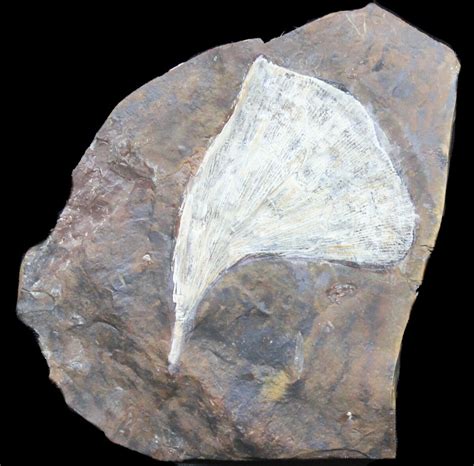 3" Fossil Ginkgo Leaf From North Dakota For Sale (#39010) - FossilEra.com