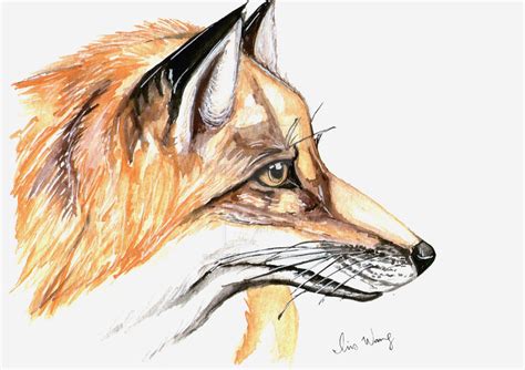 Orange Fox by ArtbyIrisWang on DeviantArt