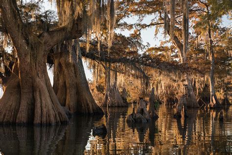 Louisiana Swamp Giant Bald Cypress Trees Three Photograph by Bill Swindaman