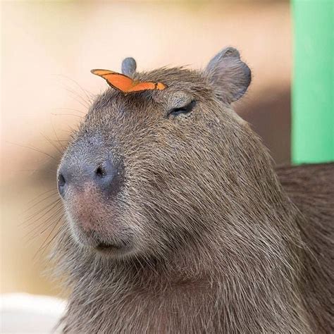 Capivaras registradas on Instagram: “Emily • #capivara #capybara #capivaras #animals #animal # ...