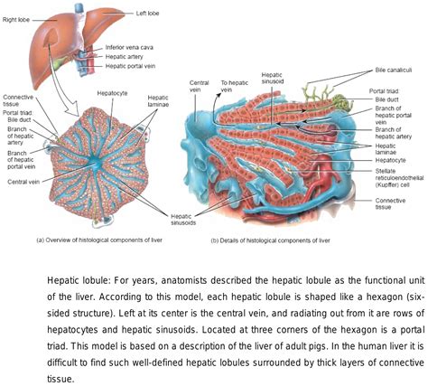 Liver Lobule Anatomy Model