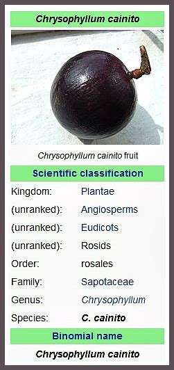 The Health Benefits of Eating Caimito (Star Apple) | TweenselMom / Mommy Blogger