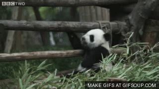 baby panda | GIF | PrimoGIF