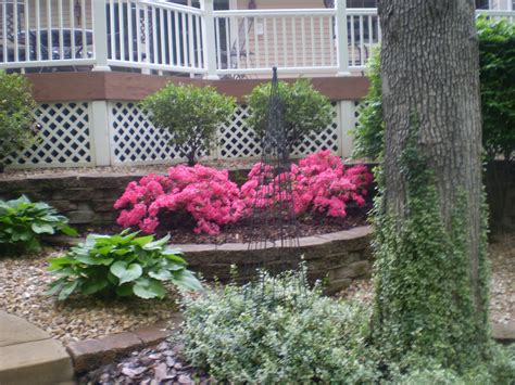 Dwarf Azaleas | Dwarf azaleas, Plants, Flower beds