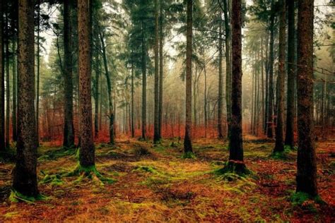 Capacidad de los suelos forestales para almacenar carbono - Ambientum