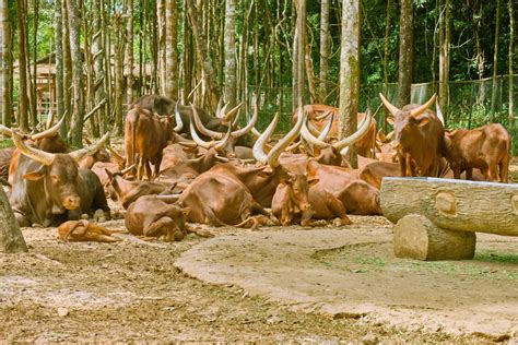 Wildlife Conservation: Efforts to protect wildlife in Vietnam - Walk Around Vietnam