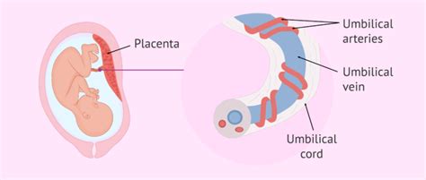 What does the umbilical cord look like?