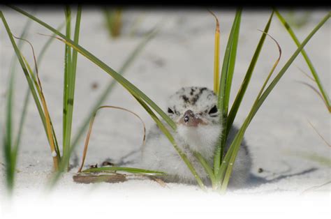 Least Tern Nesting Areas | Gulfport, MS 39507