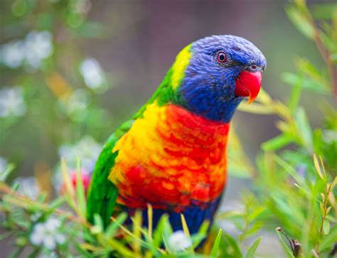 8 Best Medium-Sized Pet Bird Species