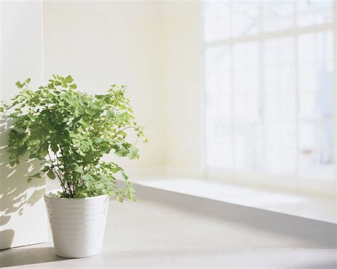 Indoor Plants Wallpapers - Wallpaper Cave