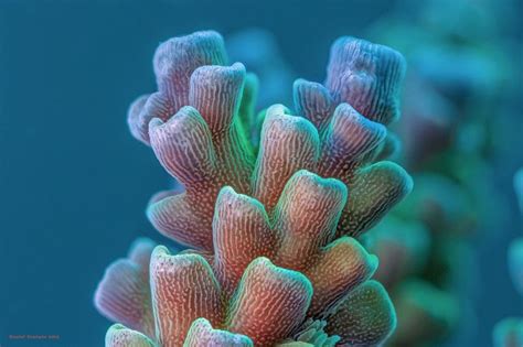 Acropora sp. The image is available in 3d in a number of formats. Side ...