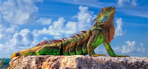 21 Awesome Reptile Wallpaper - Wall Gallery