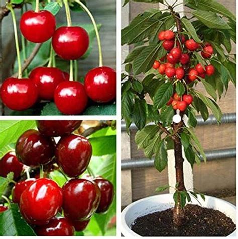 Rare Dwarf BING CHERRY Fruit Tree 26 Or10 Seeds-great for - Etsy