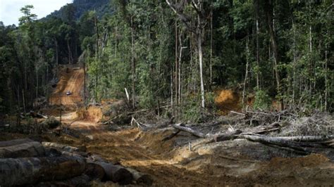 Hutan Sumatera dan Kalimantan sumbang deforestasi global - BBC Indonesia