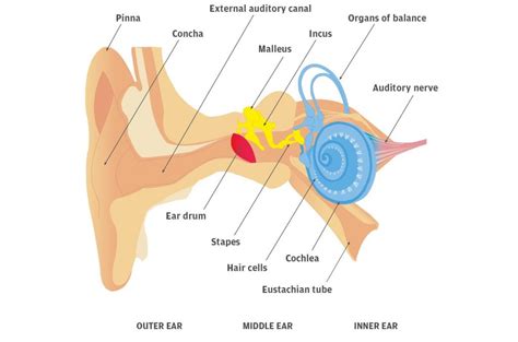 Ear Barotrauma - Causes and Treatment - Silversurfers