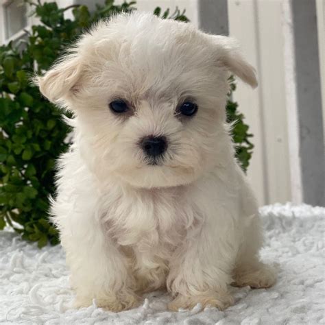 Maltese Puppies for Sale | Adorable, Playful, and Loving Companions!