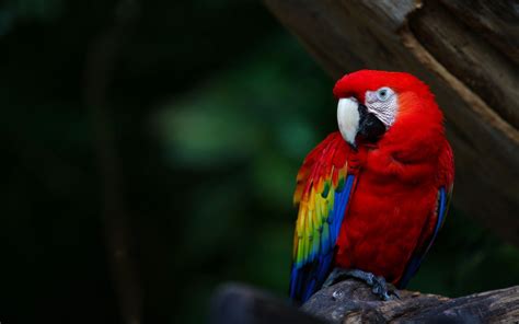 Macaw Parrot Wallpapers - Wallpaper Cave