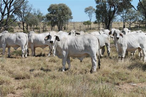 Satisfying MSA grading - Australian Brahman Breeders Association