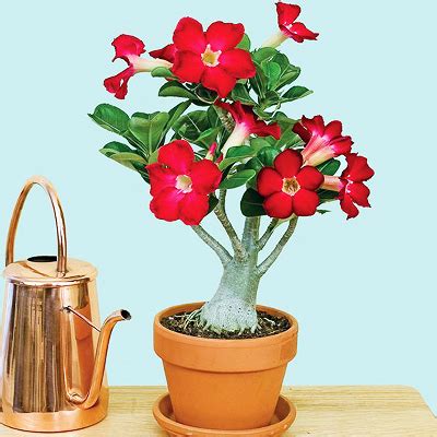 Adenium Flower Plant Home Delivery all Bangladesh