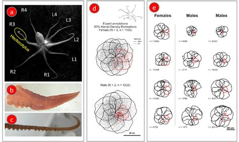 Male octopus hold their hectocotylus closer to their body than other... | Download Scientific ...