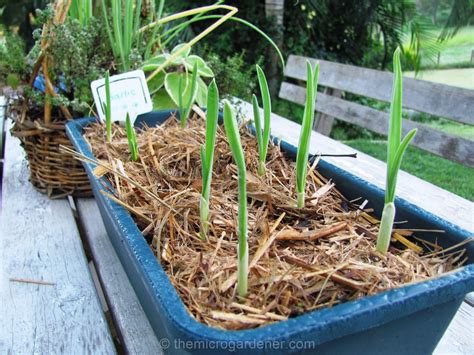 5 Step Guide to Growing Gorgeous Garlic - The Micro Gardener ...