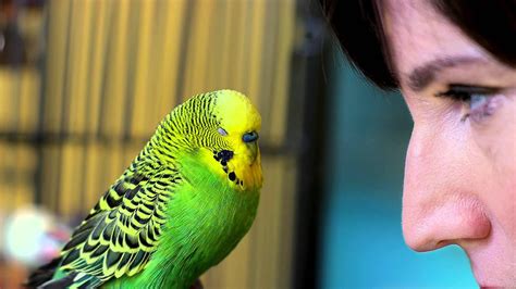 Disco the Amazing Talking Budgie - Pets Wild at Heart | Budgies bird, Parakeet, Budgies