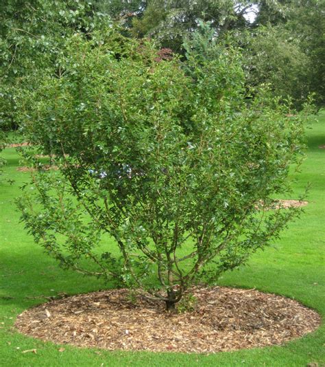 35 Best Hawthorn Tree Varieties - ProGardenTips