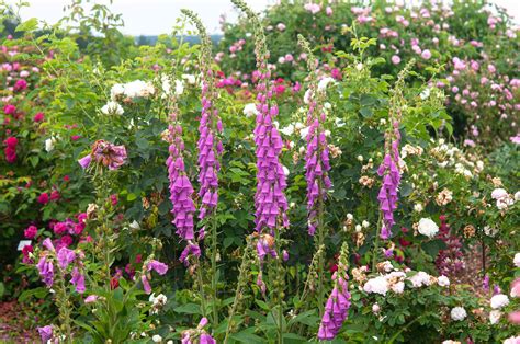 How to Grow and Care for Common Foxglove