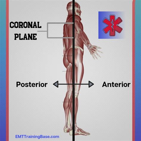 Define Medial Anatomy - anatomy diagram source