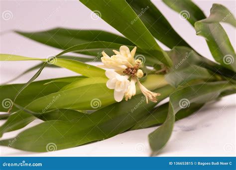 Bunga Sedap Malam or Tuberose Flower Stock Image - Image of bunga ...