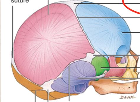 exam 4 fontanels Diagram | Quizlet