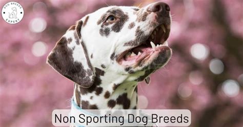 Which Are The The Non Sporting Dog Breeds?