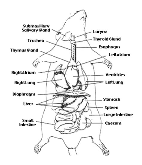 Investigation: Rat Dissection | Anatomy flashcards, Anatomy, Anatomy ...