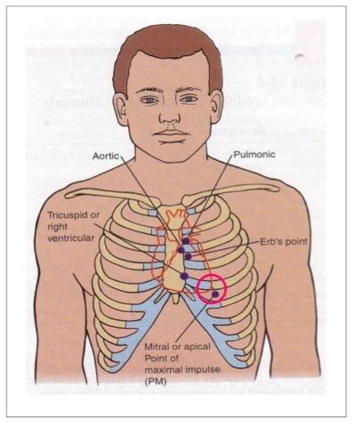 Nurses Notes: Assessing Radial Pulse and Apical Pulse