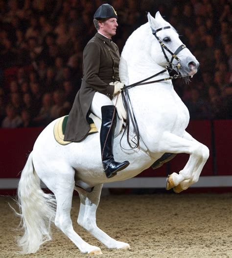 Lipizzaner Stallions Horse Breed Profile, Traits, Facts, Care - Mammal Age