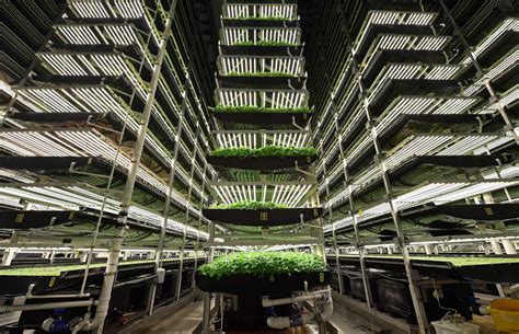 Is Indoor Agriculture the Future of Farming? – Brink – The Edge of Risk