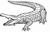 Crocodiles Great Wide Open Mouth Coloring Page For Kids Bxv  sketch template