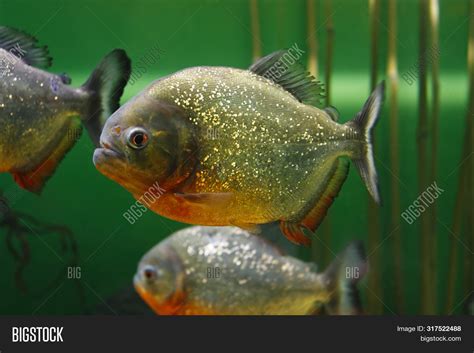 Red-bellied Piranha ( Image & Photo (Free Trial) | Bigstock