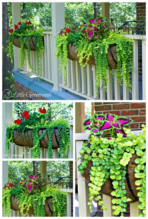 The Best Plants for Hanging Baskets on Front Porches - 3 Little ...