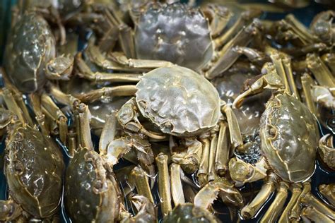 Chinese Mitten Crab: What it is how to cook it - Fine Dining lovers