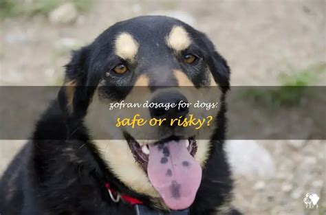 Zofran Dosage For Dogs: Safe Or Risky? | PetShun