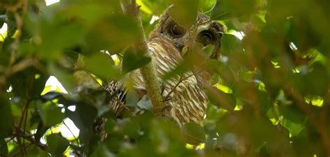 Birding Queen Elizabeth National Park- Best Birding Spots in Queen